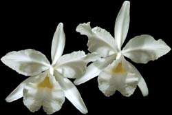 cattleya_warszewiczii_alba_cd