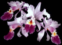 cattleya_warszewiczii_cd