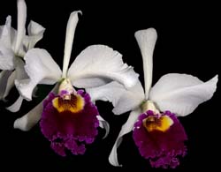 cattleya_warszewiczii_mb_cd