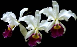 cattleya_warszewiczii_semialba_cd