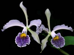 cattleya_whitei_cd