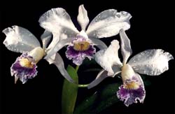 cattleya_whitiniae_cd