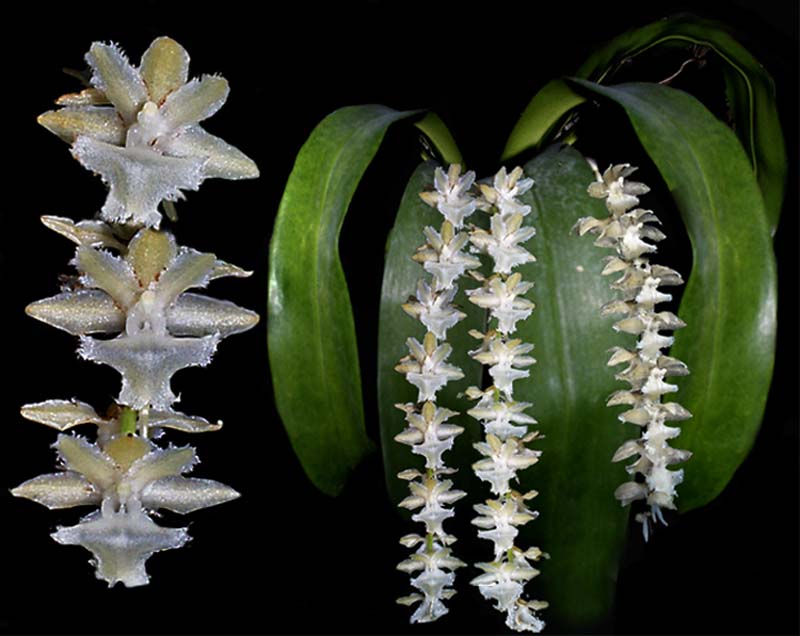 diaphananthe_pellucida_cd