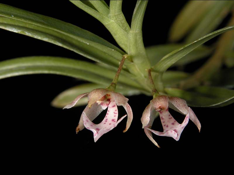 dichaea_cogniauxiana_cd