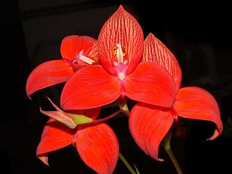 disa_uniflora_ws_cd