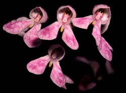 disa_tripetaloides_cd