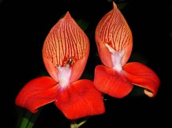 disa_uniflora_ip_cd