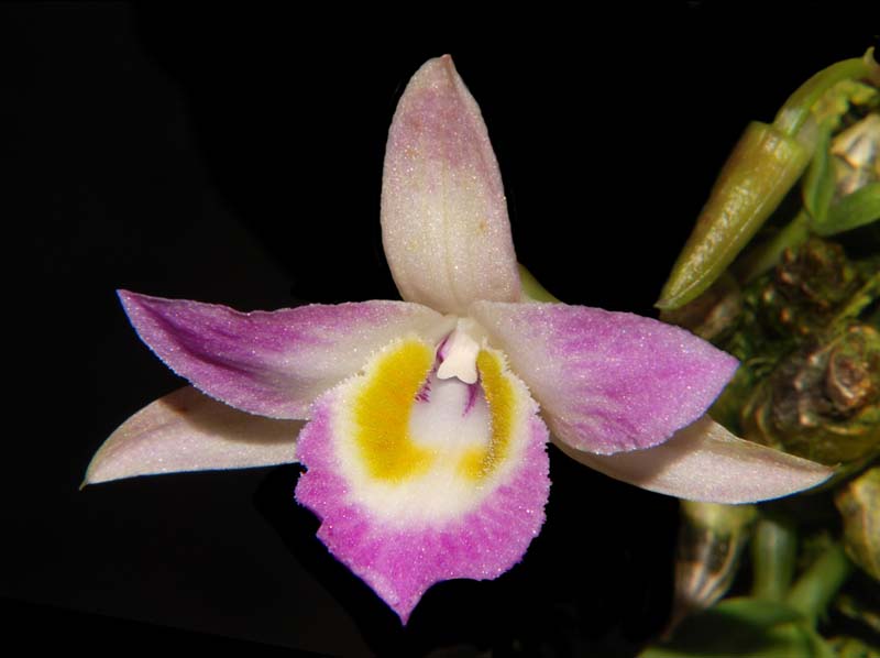 Dendrobium_wangliangii_ws_cd