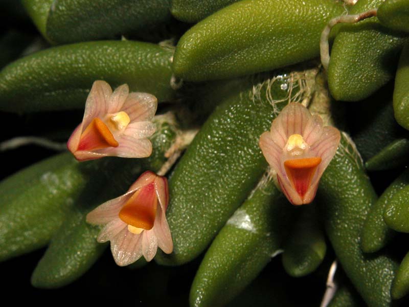 dendrobium lichenastrum prenticei