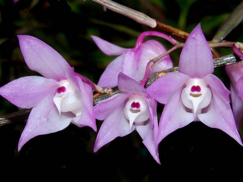 dendrobium_aduncum_ws_cd