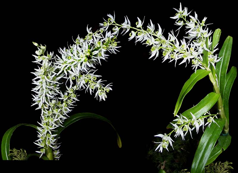 dendrobium_aeriflorum_cd