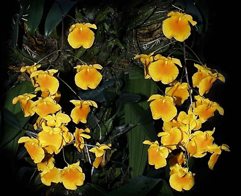 dendrobium_aggregatum_cd