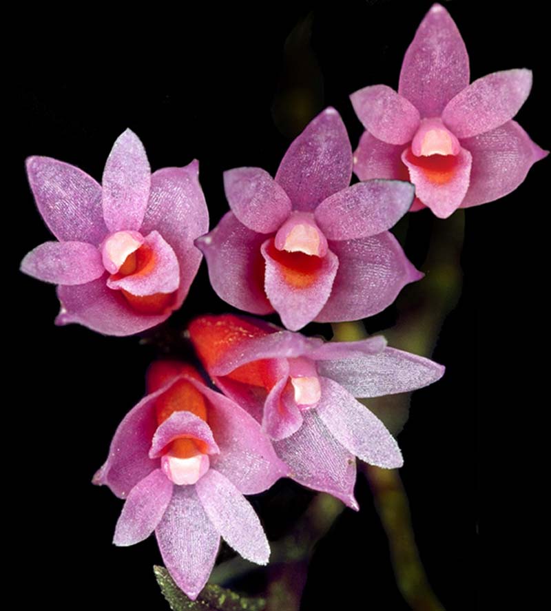 dendrobium_alaticaulinum _cd