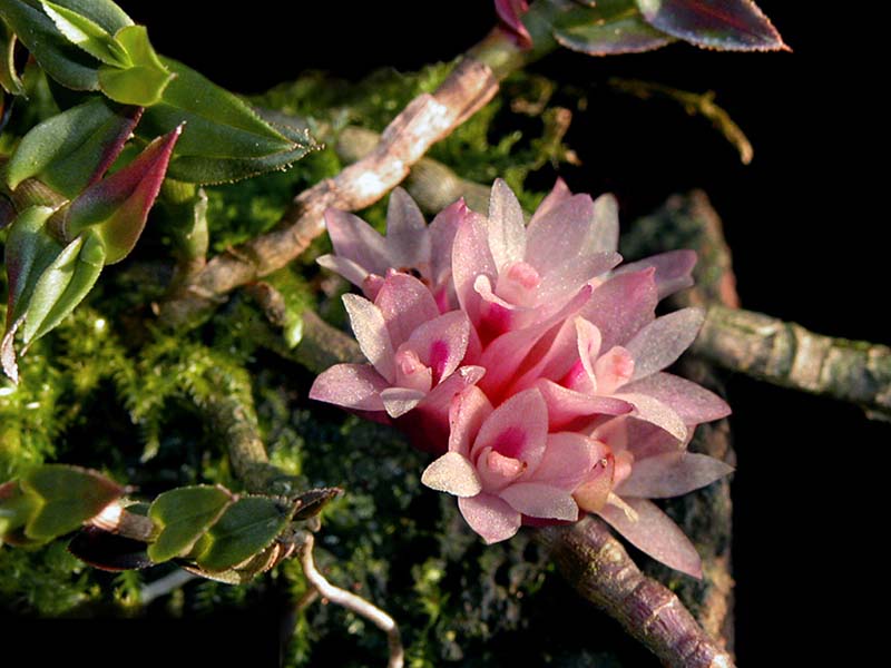 dendrobium_alaticaulinum2_cd