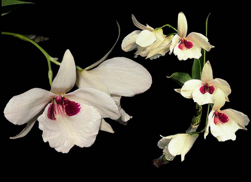 dendrobium_albosanguineum_cd