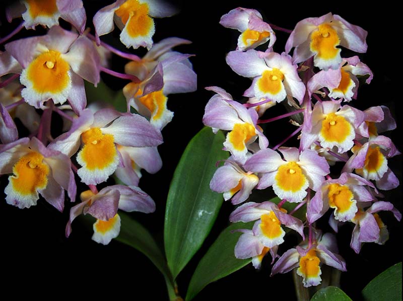 dendrobium_amabile_cd