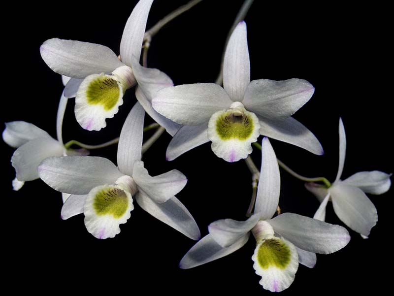 dendrobium_amoenum_cd