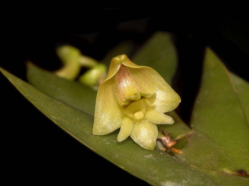 dendrobium_anceps_cd