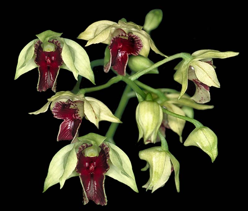 dendrobium_andree_millar_cd