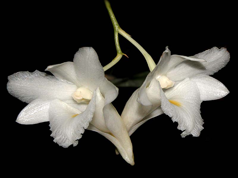 dendrobium_arcuatum_cd