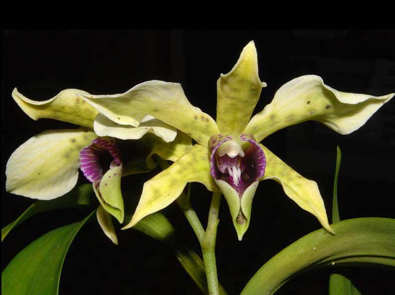 dendrobium_atroviolaceum_ws_cd