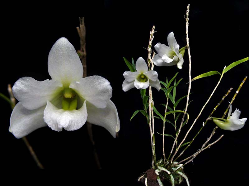 dendrobium_auriculatum_cd