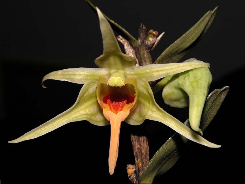 dendrobium_ayubii_cd