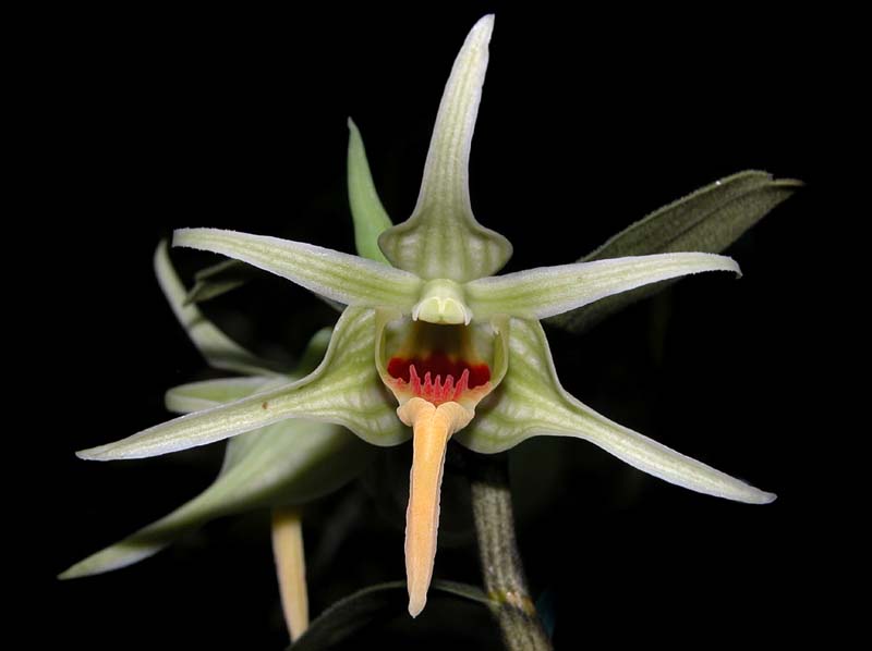 dendrobium_ayubii_ws_cd