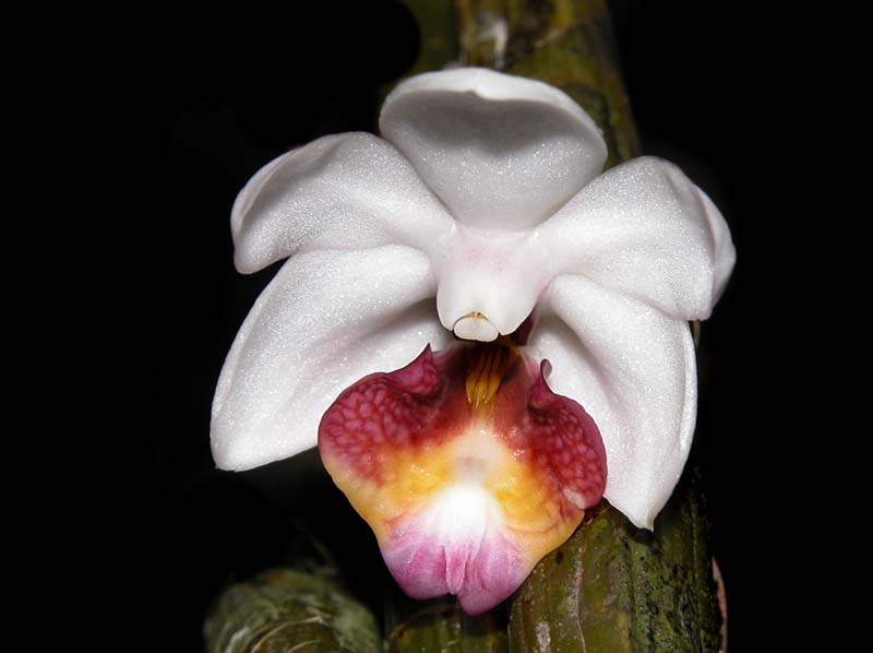 dendrobium_balzerianum_ws_cd