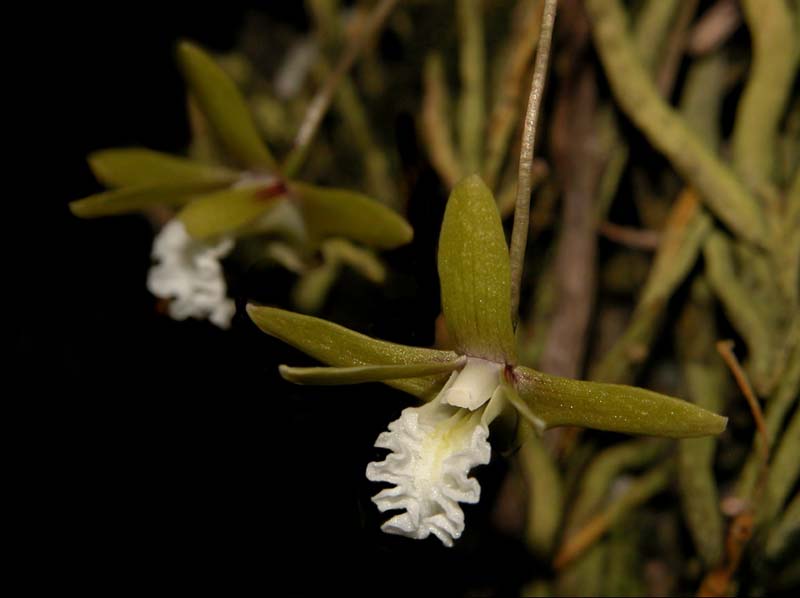 dendrobium_beckleri_cd