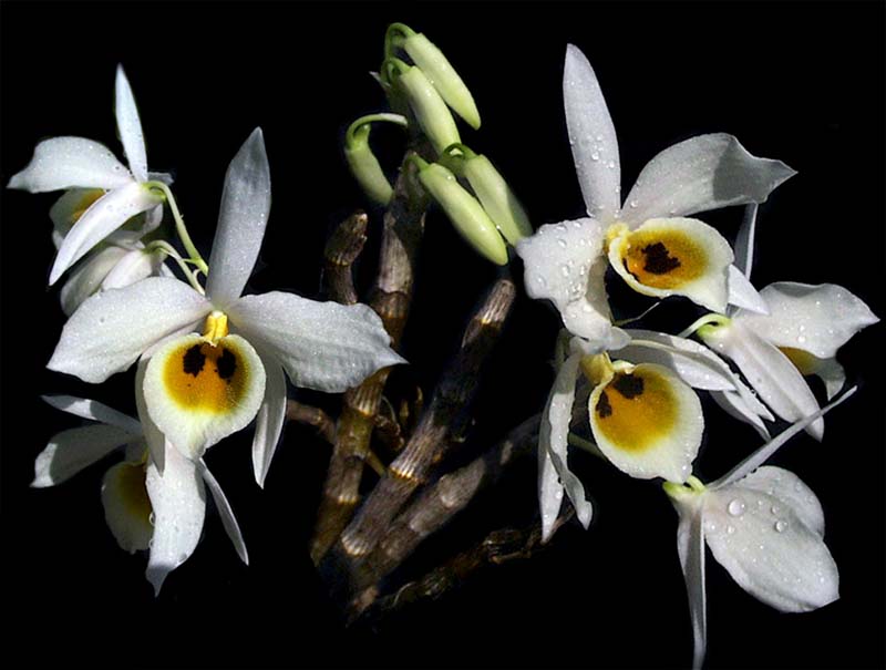 dendrobium_bensonae2_cd