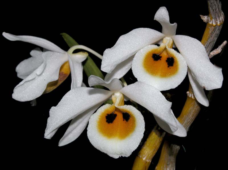 dendrobium_bensonae_ws_cd