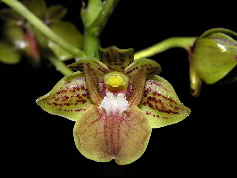 dendrobium_bifalce_cd