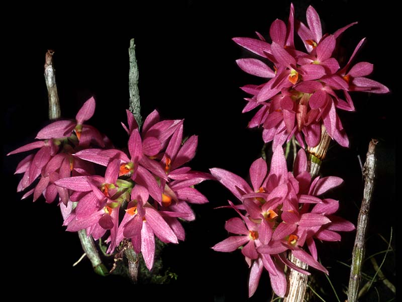 dendrobium_bracteosumrot_cd