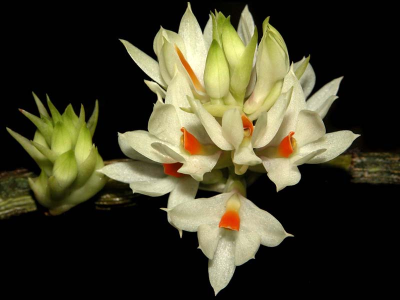 dendrobium_bracteosumsemialba2_cd