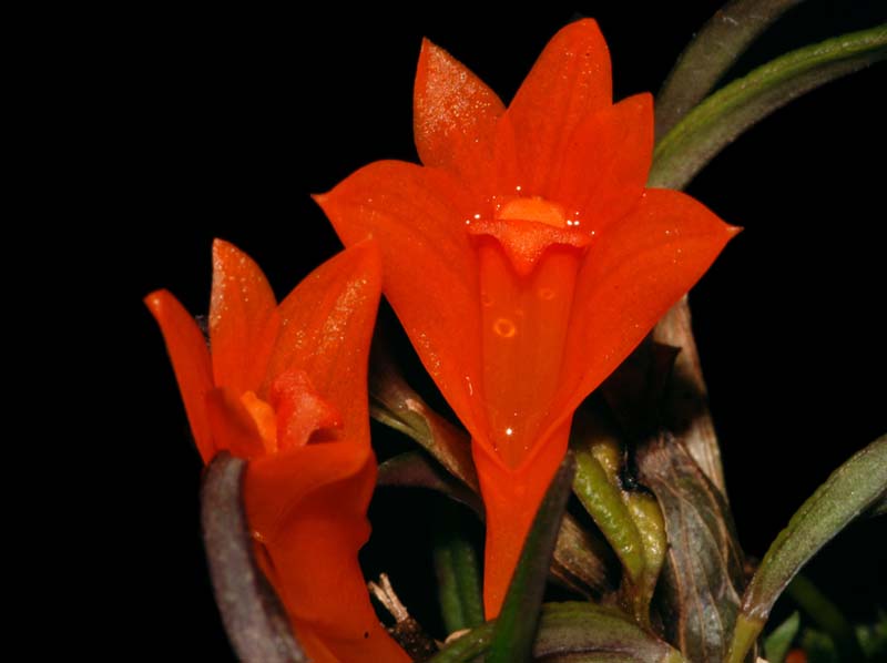 dendrobium_brevicaule_ws_cd