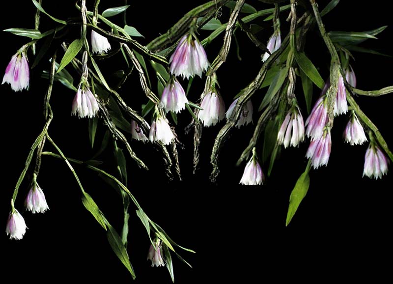 dendrobium_caliculi-mentum_cd