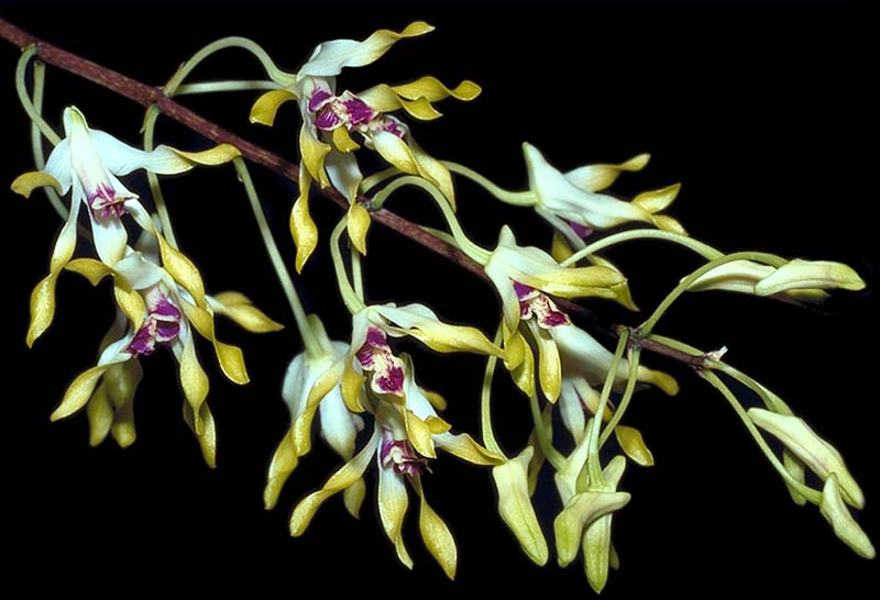 dendrobium_canaliculatum2_cd