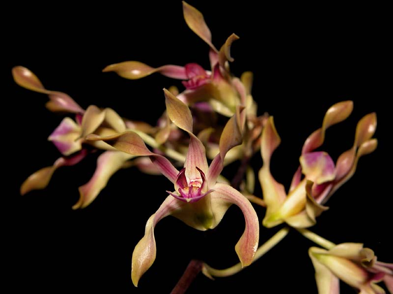 dendrobium_canaliculatum3_cd