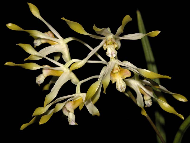 dendrobium_canaliculatum4_cd