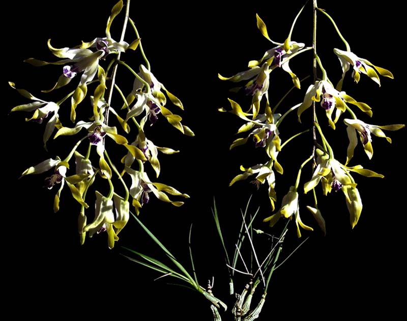 dendrobium_canaliculatum_cd