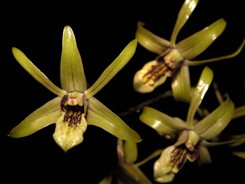 dendrobium_capra3_cd