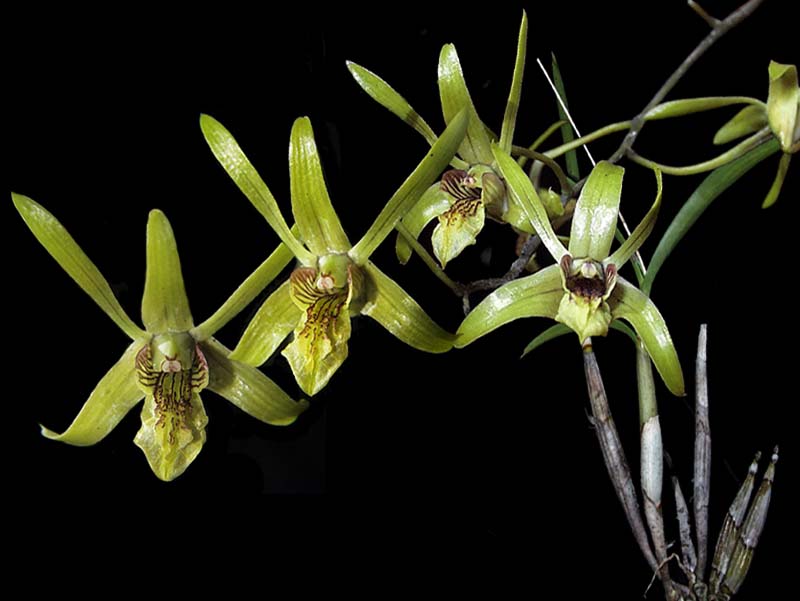 dendrobium_capra_cd