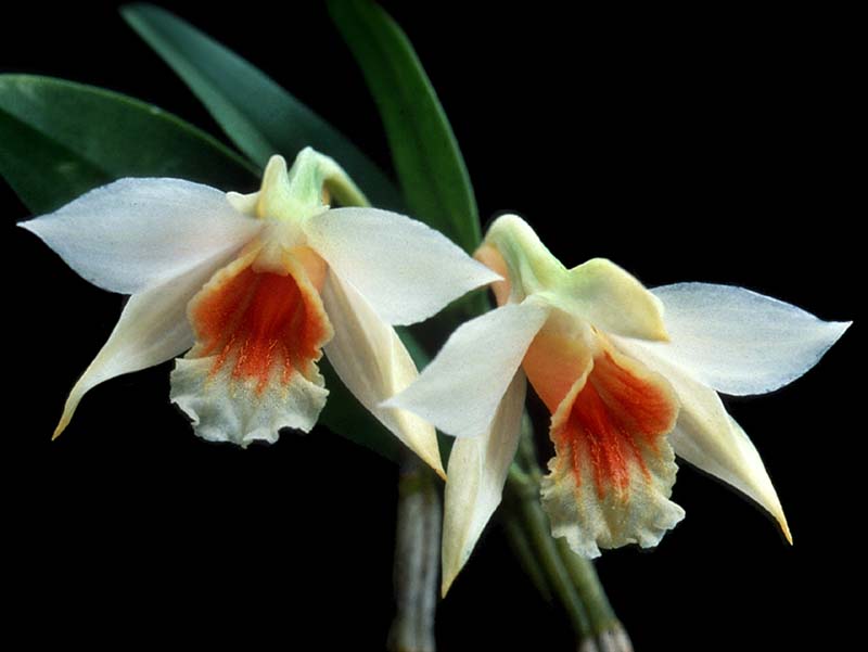 dendrobium_cariniferum_cd