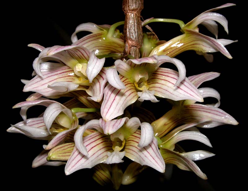 dendrobium_chamaeleon_cd