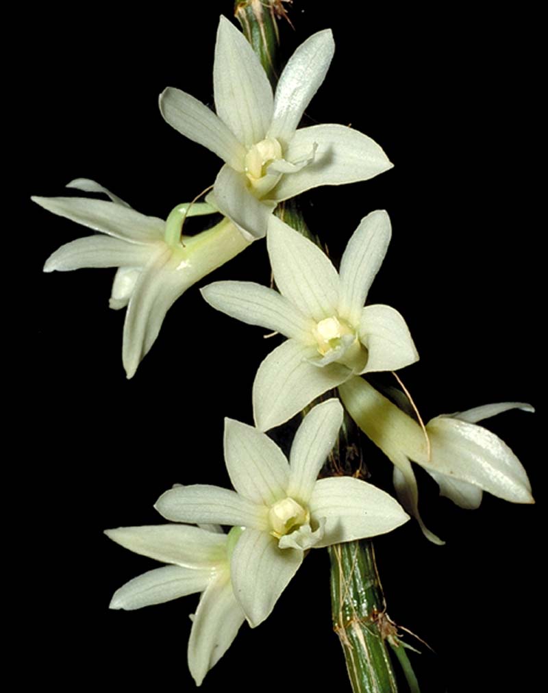 dendrobium_chameleon_cd