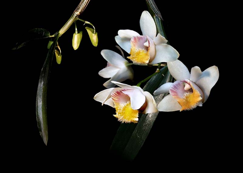 dendrobium_chittima_cd