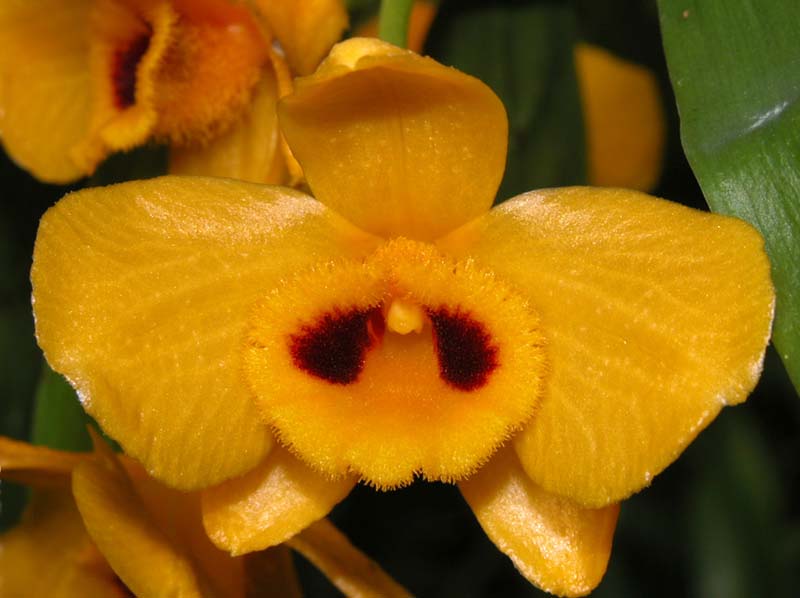 dendrobium_chrysanthum_ws_cd