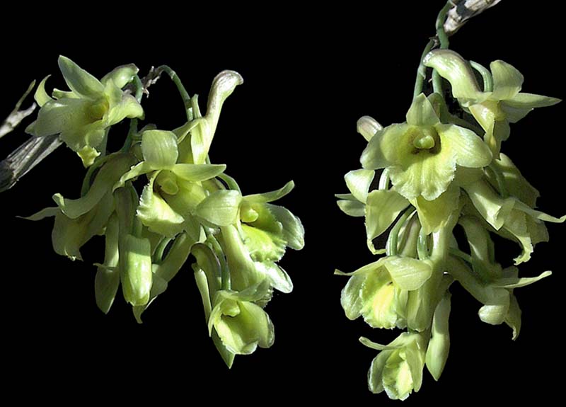 dendrobium_chryseum_cd