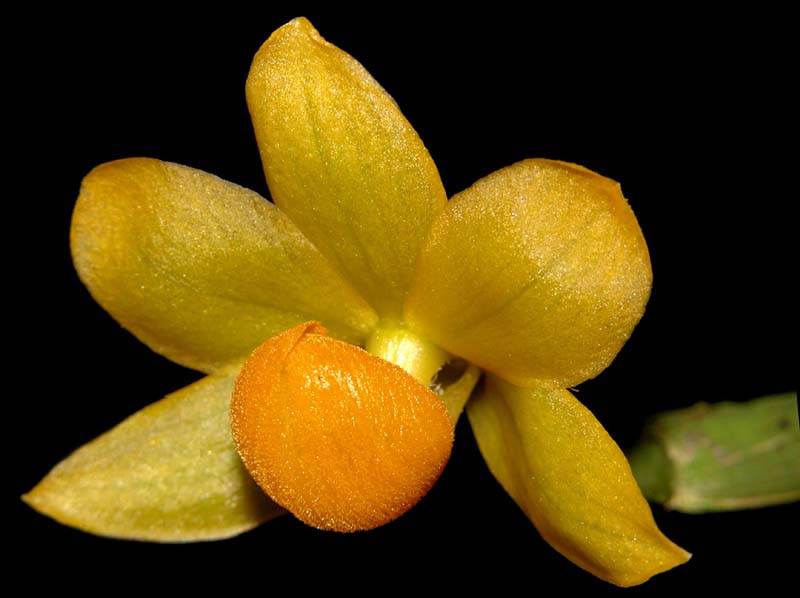 dendrobium_chrysocrepis2_cd